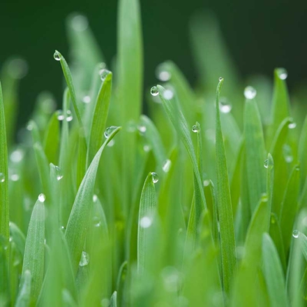 Sod Grass
