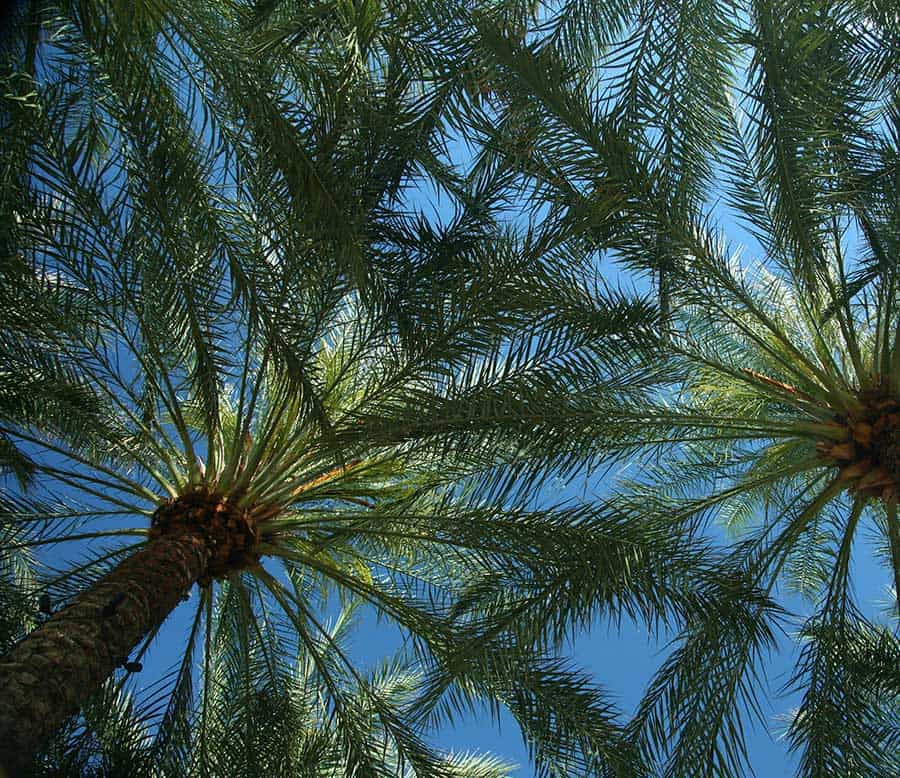 Trees